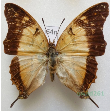 Charaxes zoolina (Westwood, 1850) Madagascar 49mm64n